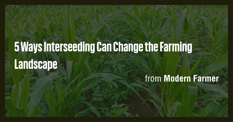5 Ways Interseeding Can Change the Farming Landscape - Briefly