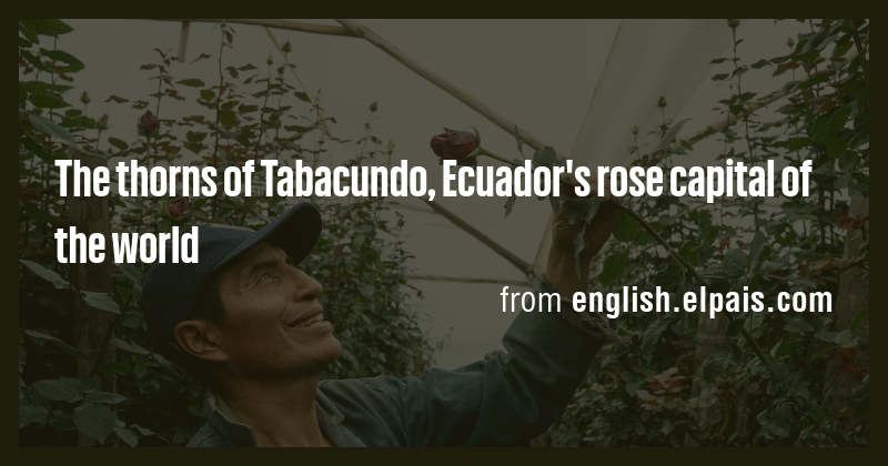The thorns of Tabacundo, Ecuador's rose capital of the world - Briefly