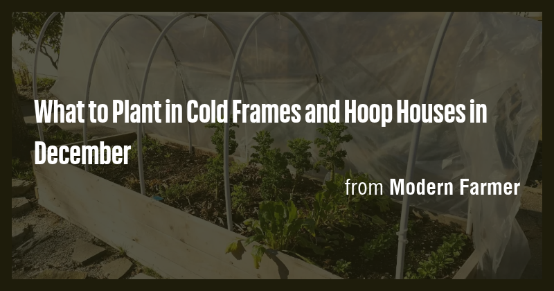 What to Plant in Cold Frames and Hoop Houses in December - Briefly