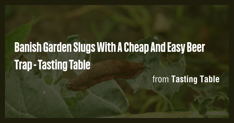 Banish Garden Slugs With A Cheap And Easy Beer Trap - Tasting Table ...