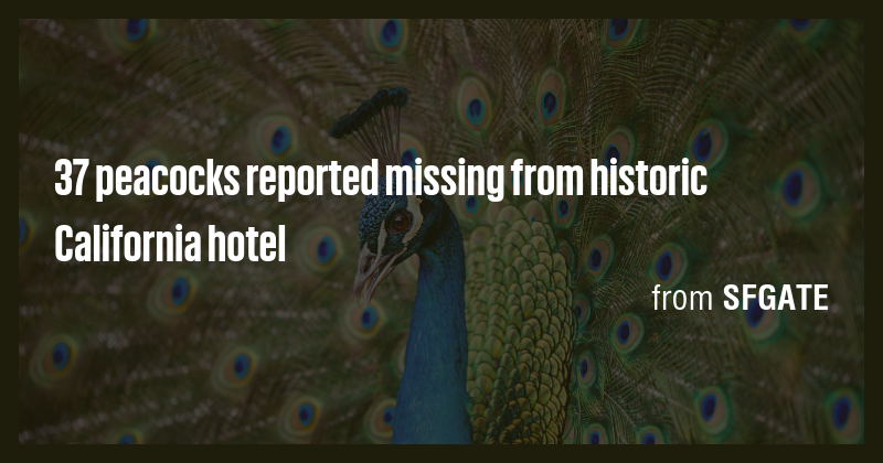 37 peacocks reported missing from historic California hotel - Briefly