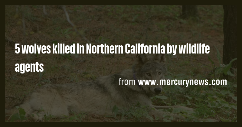 5 wolves killed in Northern California by wildlife agents - Briefly
