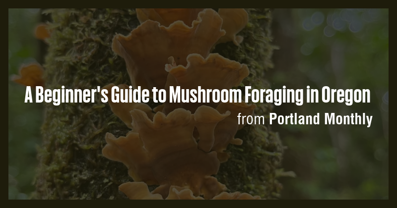 A Beginner's Guide to Mushroom Foraging in Oregon - Briefly