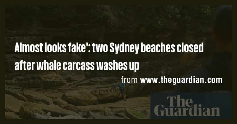 Almost looks fake': two Sydney beaches closed after whale carcass ...
