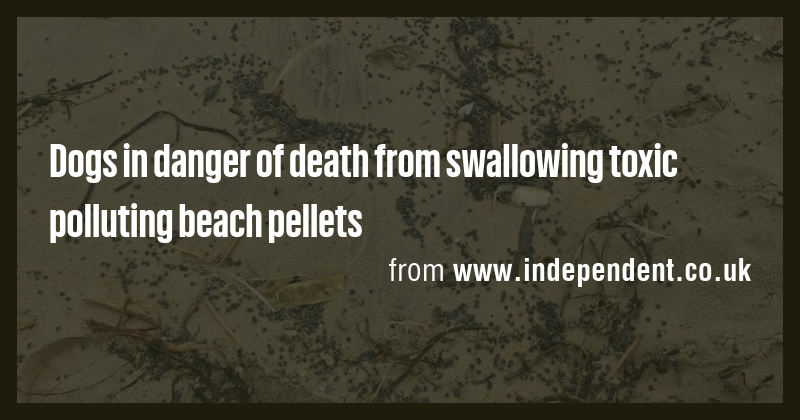 Picture Idea: Dogs In Danger Of Death From Swallowing Toxic Polluting Beach