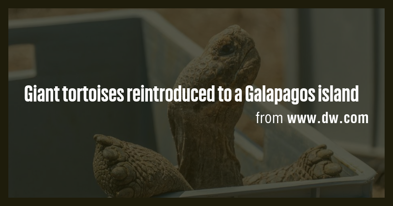 Giant tortoises reintroduced to a Galapagos island - Briefly