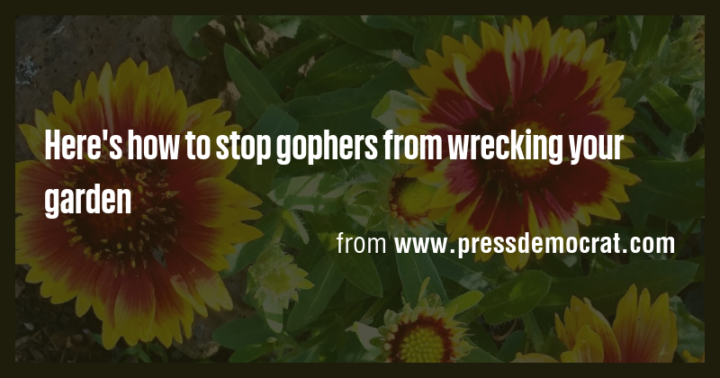 Here's how to stop gophers from wrecking your garden - Briefly