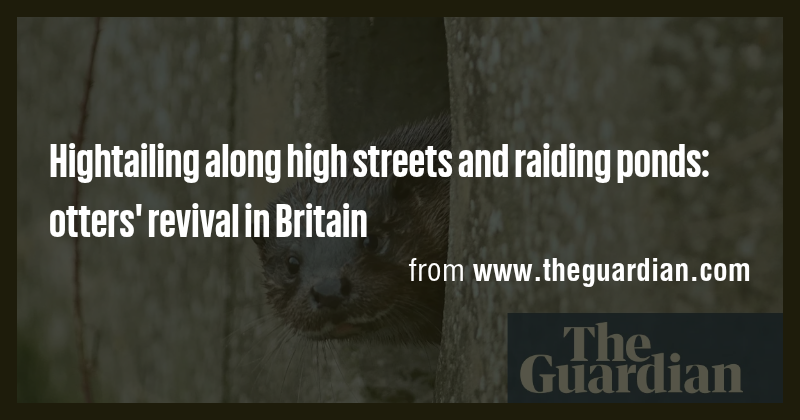 Hightailing along high streets and raiding ponds: otters' revival in ...