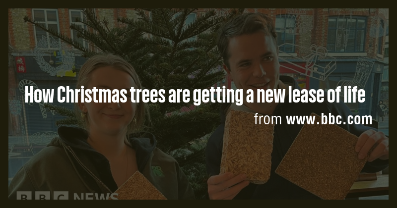 How Christmas trees are getting a new lease of life - Briefly