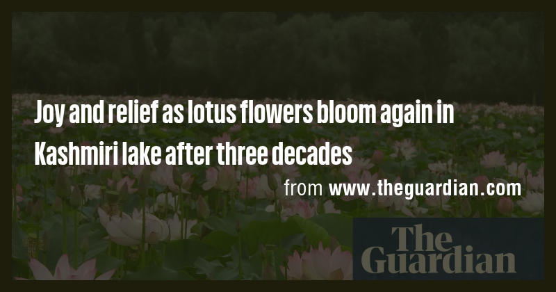 Joy and relief as lotus flowers bloom again in Kashmiri lake after ...