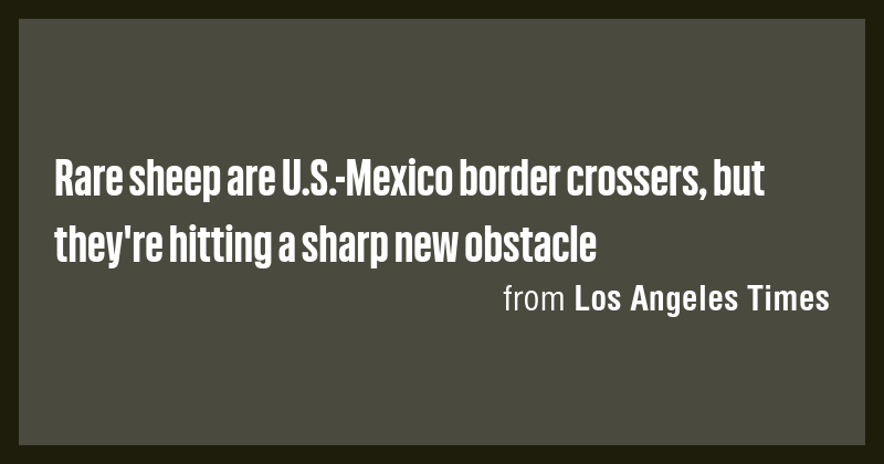 Rare sheep are U.S.-Mexico border crossers, but they're hitting a sharp ...