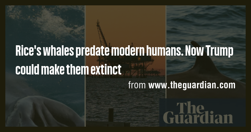 Rice's whales predate modern humans. Now Trump could make them extinct ...