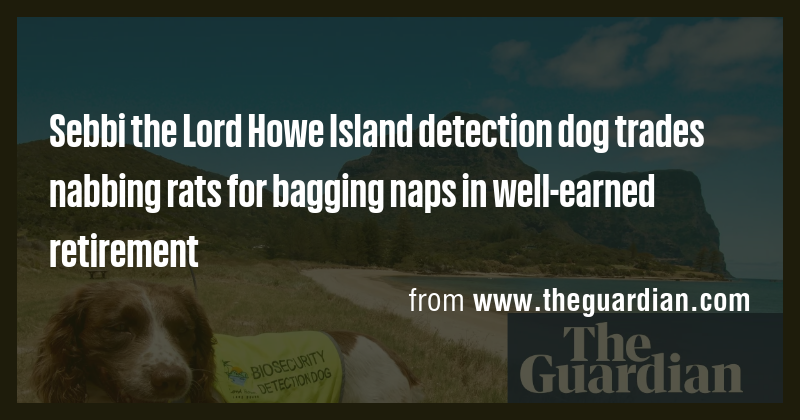 Sebbi the Lord Howe Island detection dog trades nabbing rats for ...