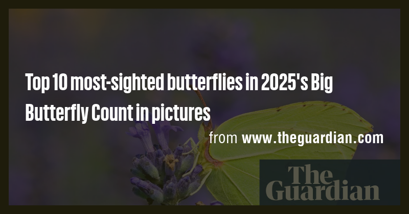 Top 10 most-sighted butterflies in 2025's Big Butterfly Count in ...