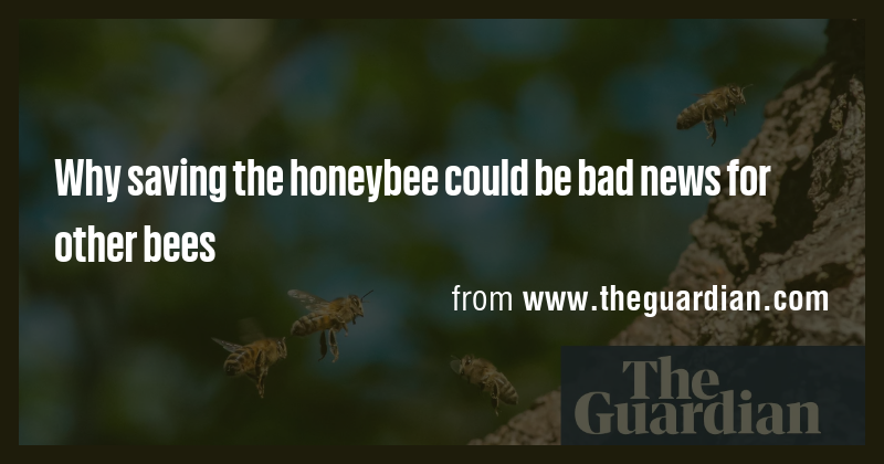 Why saving the honeybee could be bad news for other bees - Briefly