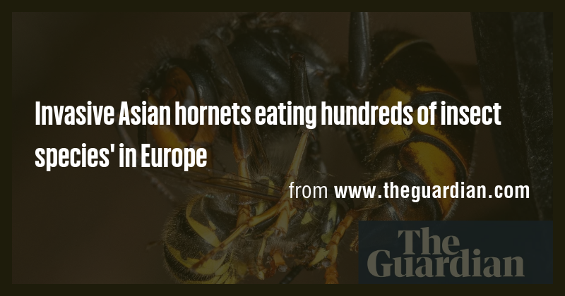 Invasive Asian hornets eating hundreds of insect species' in Europe ...