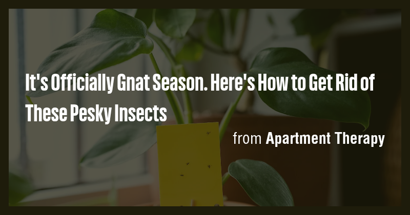 It's Officially Gnat Season. Here's How to Get Rid of These Pesky ...