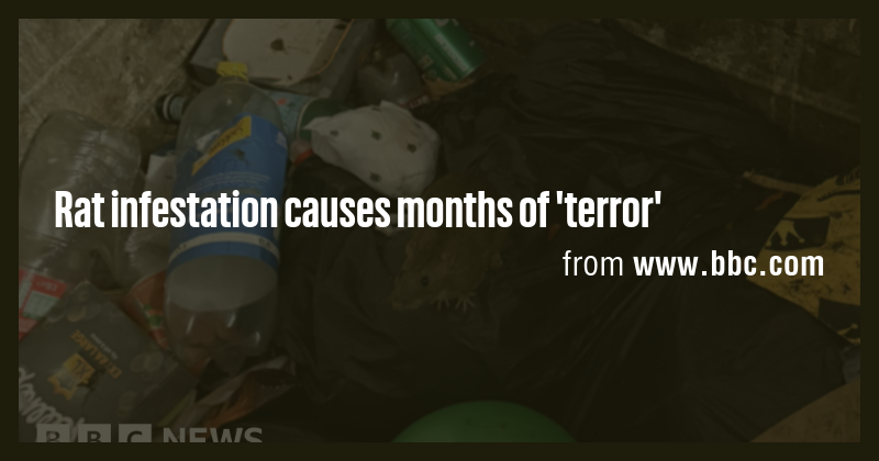 Rat infestation causes months of 'terror' - Briefly