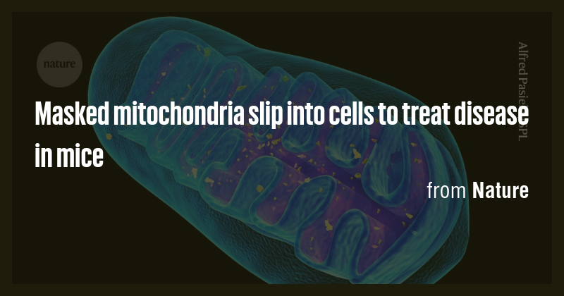 Masked mitochondria slip into cells to treat disease in mice - Briefly