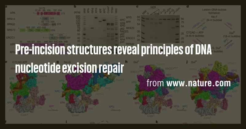 Pre-incision structures reveal principles of DNA nucleotide excision ...