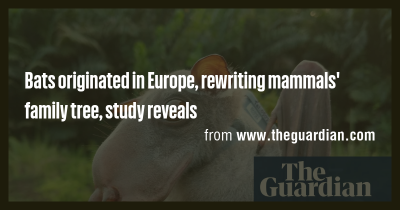 Study Reveals Bats Originated in Europe, Rewriting Mammalian Evolution