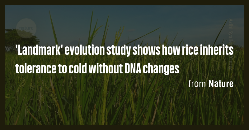 'Landmark' evolution study shows how rice inherits tolerance to cold ...