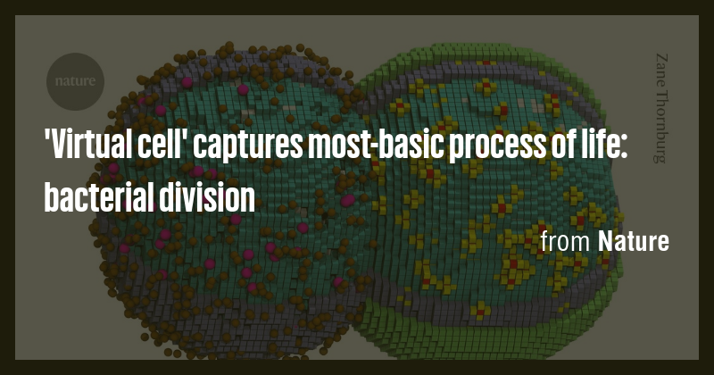 'Virtual cell' captures most-basic process of life: bacterial division ...