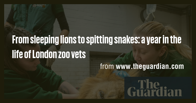 From sleeping lions to spitting snakes: a year in the life of London ...