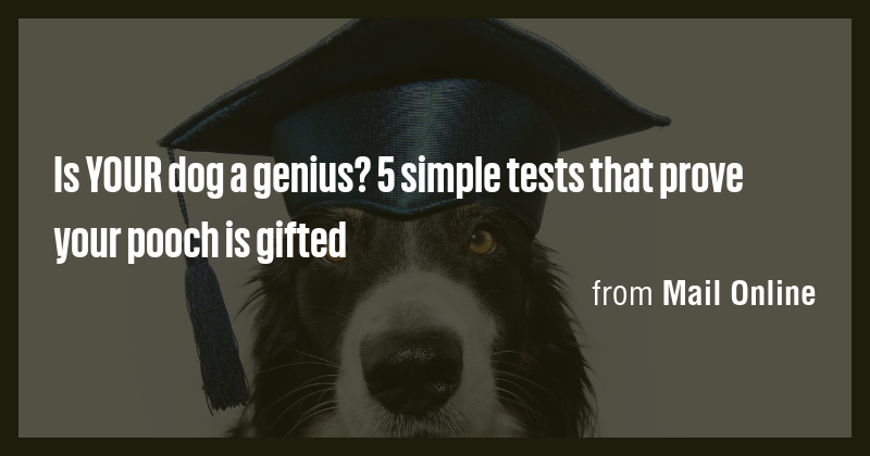 Is YOUR dog a genius? 5 simple tests that prove your pooch is gifted ...
