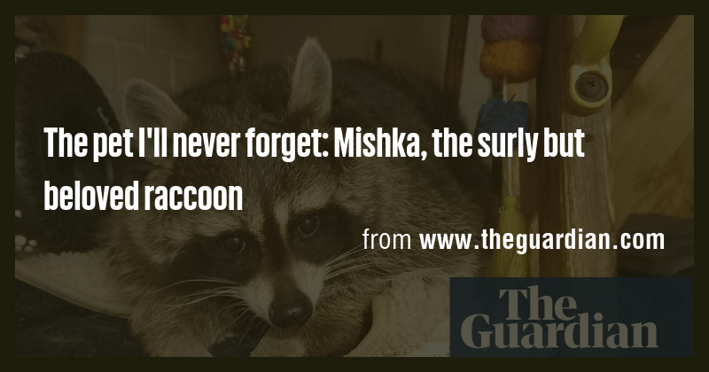 The pet I'll never forget: Mishka, the surly but beloved raccoon - Briefly