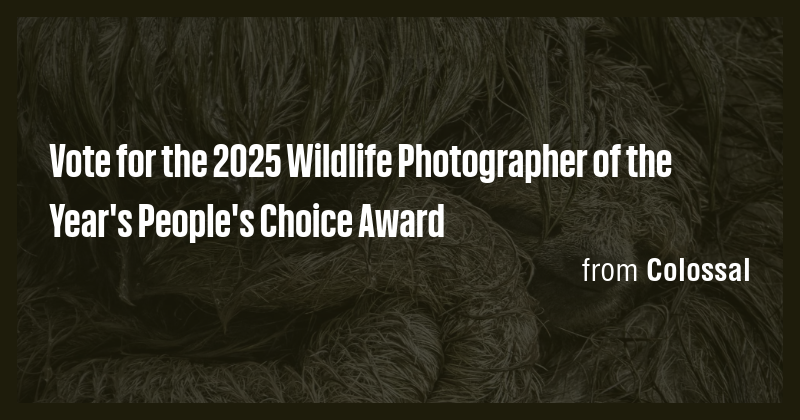 Vote for the 2025 Wildlife Photographer of the Year's People's Choice ...