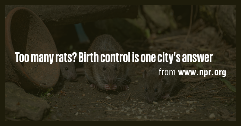 Too many rats? Birth control is one city's answer - Briefly
