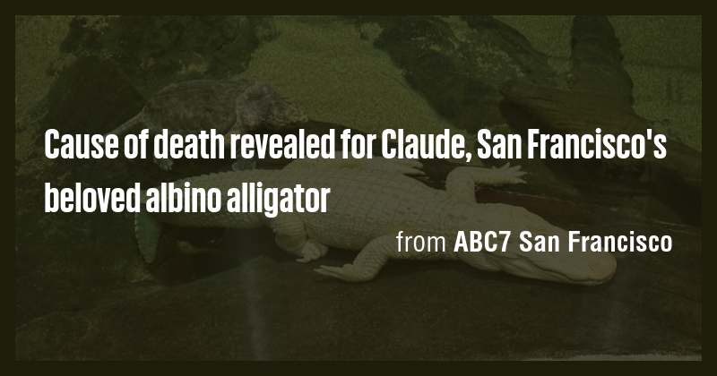 Cause of death revealed for Claude, San Francisco's beloved albino ...