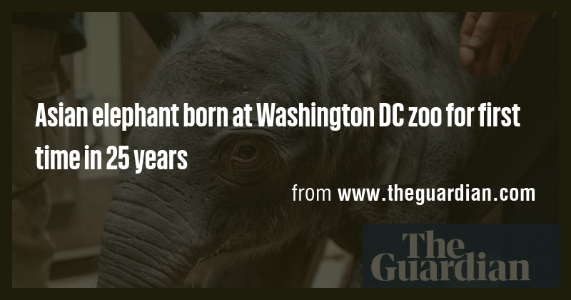 Asian elephant born at Washington DC zoo for first time in 25 years ...