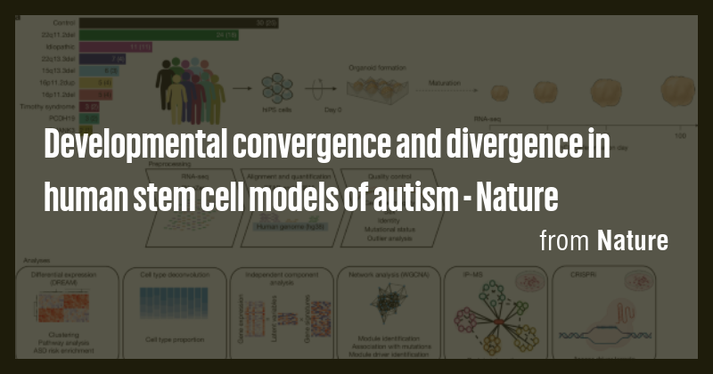 Developmental convergence and divergence in human stem cell models of ...