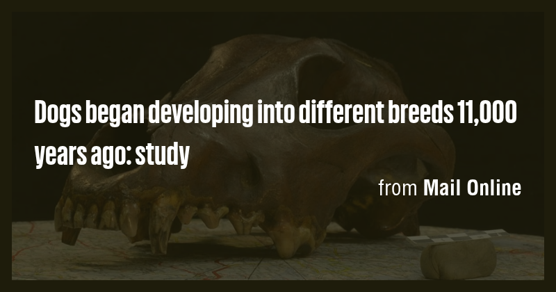Dogs began developing into different breeds 11,000 years ago: study ...