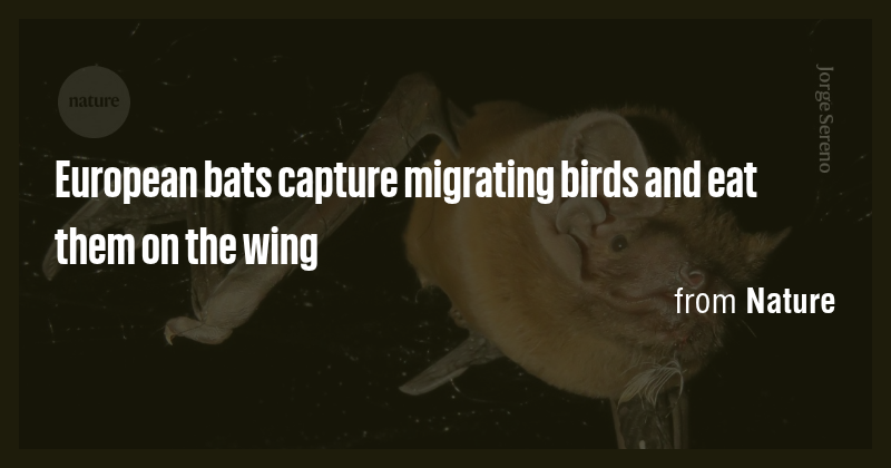 European bats capture migrating birds and eat them on the wing - Briefly