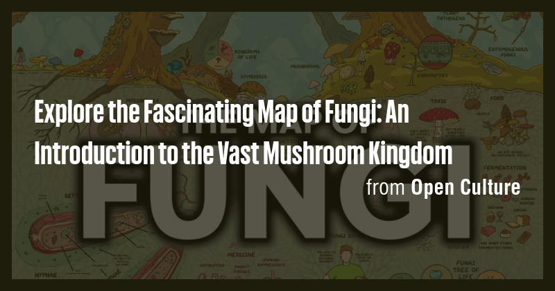 Explore the Fascinating Map of Fungi: An Introduction to the Vast ...