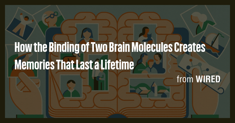 How the Binding of Two Brain Molecules Creates Memories That Last a ...