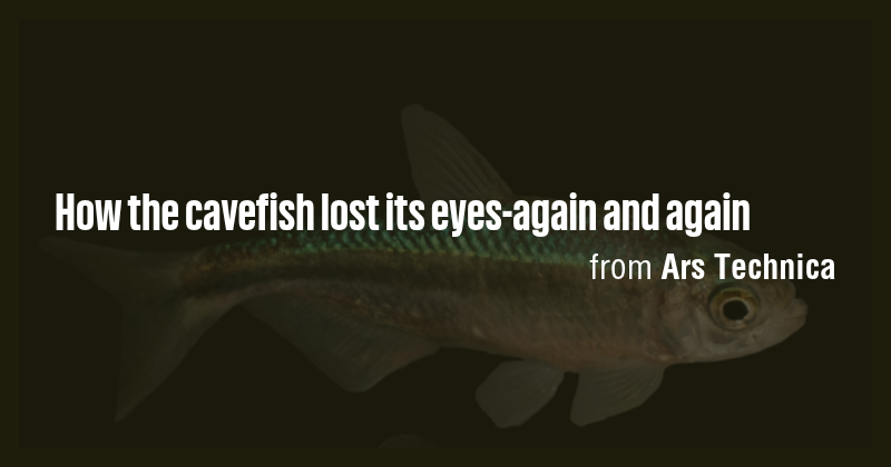 How the cavefish lost its eyes-again and again - Briefly