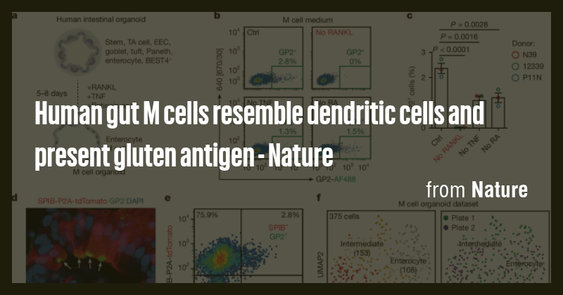 Human gut M cells resemble dendritic cells and present gluten antigen ...