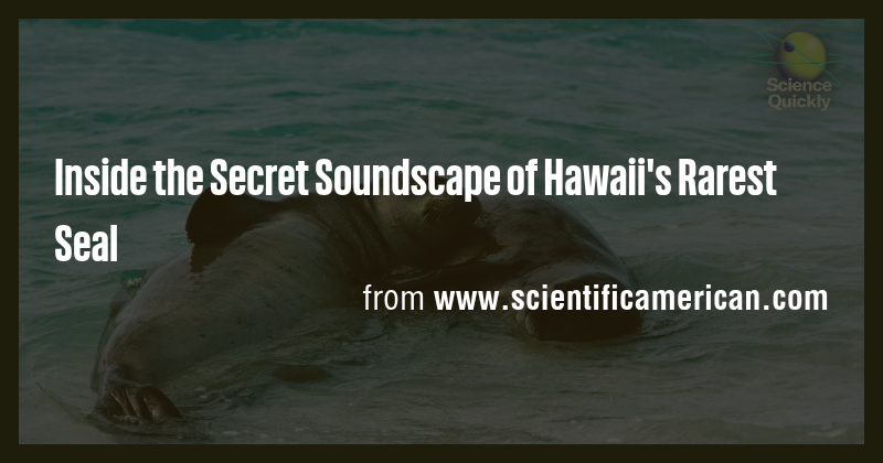 Inside the Secret Soundscape of Hawaii's Rarest Seal - Briefly