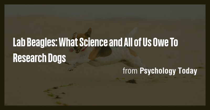 Lab Beagles: What Science and All of Us Owe To Research Dogs - Briefly