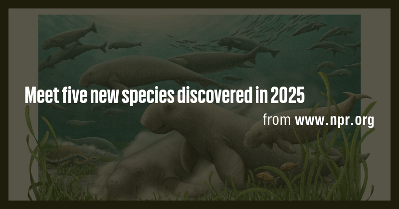 Meet five new species discovered in 2025 - Briefly