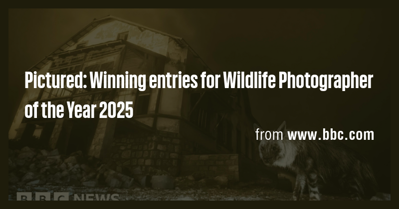 Pictured: Winning entries for Wildlife Photographer of the Year 2025 ...