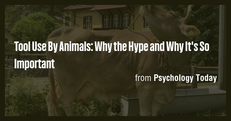 Tool Use By Animals: Why the Hype and Why It's So Important - Briefly