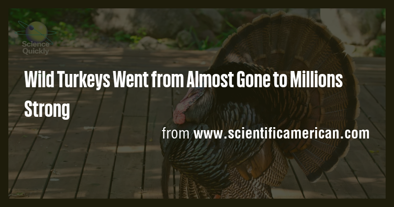 Wild Turkeys Went from Almost Gone to Millions Strong - Briefly