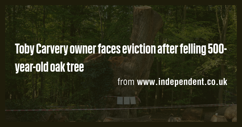 Toby Carvery owner faces eviction after felling 500-year-old oak tree ...